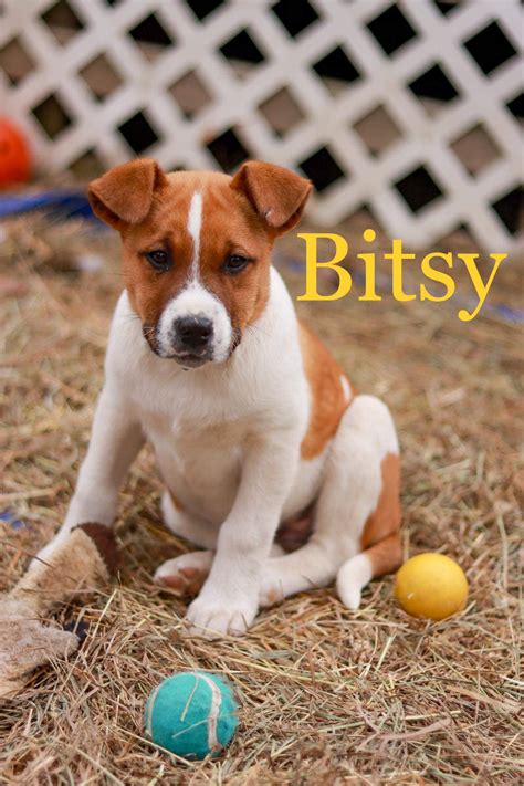 Dog for Adoption - Bitsy, a Saint Bernard in Elmira, NY | Alpha Paw