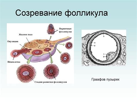 Половая система. Строение и функции - online presentation
