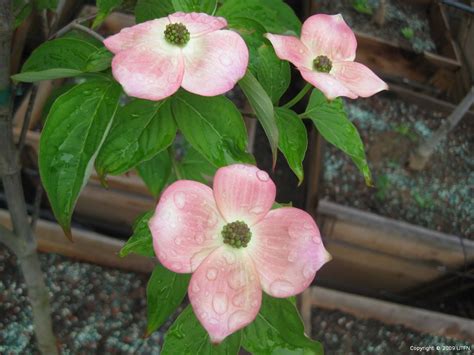 Cornus rutgersensis 'Stellar Pink' | Urban Tree Farm Nursery