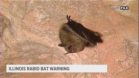 Rabid bats found in 14 Illinois counties | wqad.com