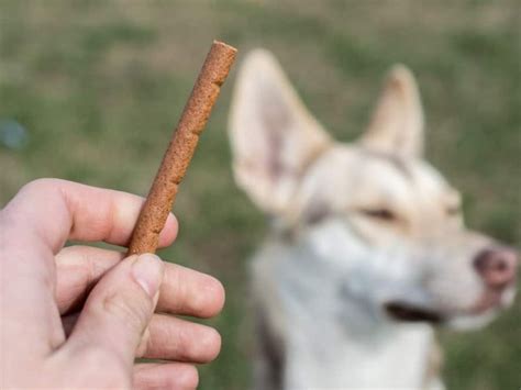 teach  dog    called   easy steps