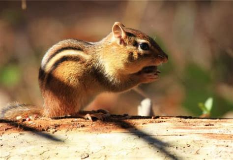 Get rid of chipmunks in the yard | Nature's Mace