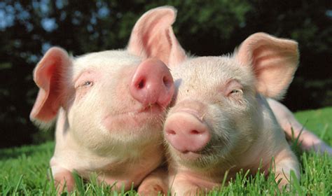 Michigan Medical School Ends Live Pig Training | VegNews