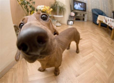 10 fotos de foucinhos de cachorros | Material do cão, Nariz de cão ...