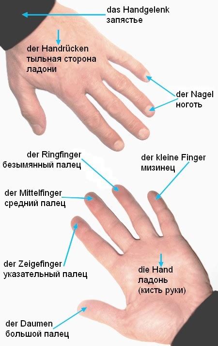 Как называются пальцы на ногах у человека по порядку на русском языке ...