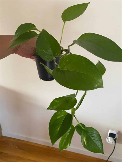 Pothos Plant | Plantly