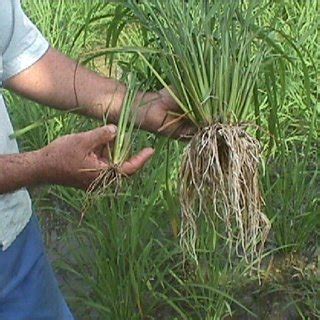 Rice plant roots grown under mostly aerobic soil conditions of SRI ...