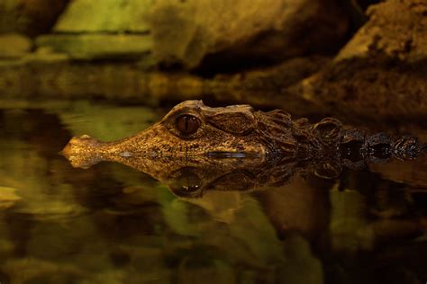 Caiman 2 by toshema on DeviantArt