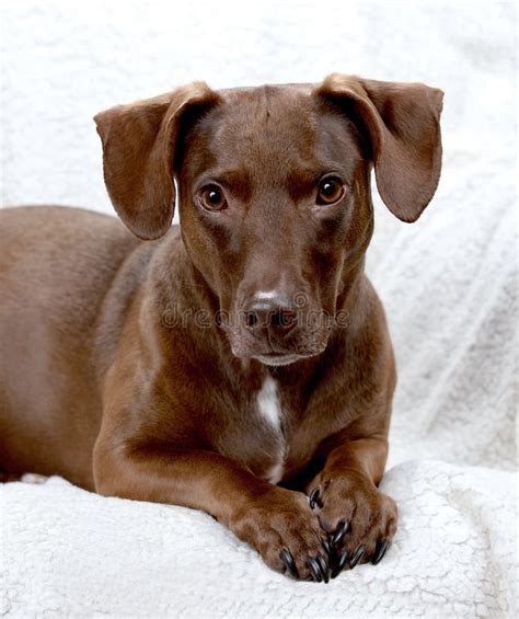 Pitbull Dachshund Mix stock photo. Image of posing, brown - 184736338