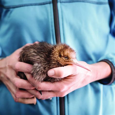 The National Kiwi Hatchery Aotearoa (2025) - All You Need to Know