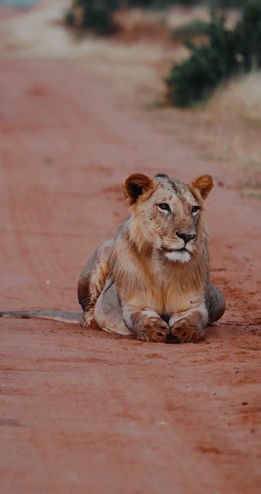Why you need to watch KING LION now - YouTube