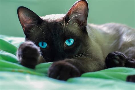 Siamese Cat Facts | ASPCA Pet Health Insurance