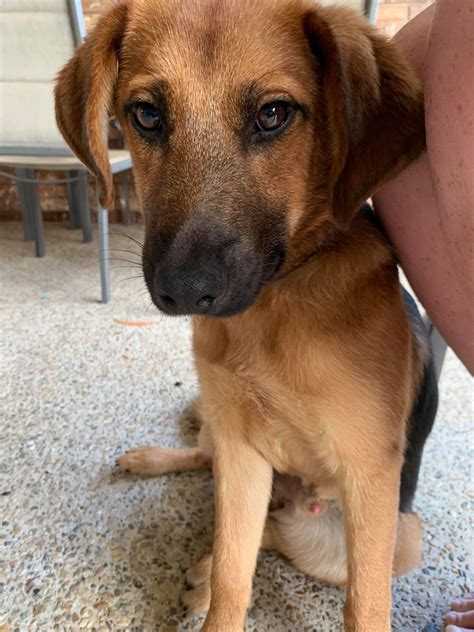 Beagle Shepherd Mix Puppy