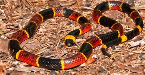 Coral Snake Animal Facts - Various - A-Z Animals