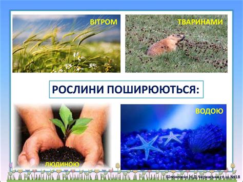 Квіткові рослини. Розмноження квіткових рослин - презентация онлайн