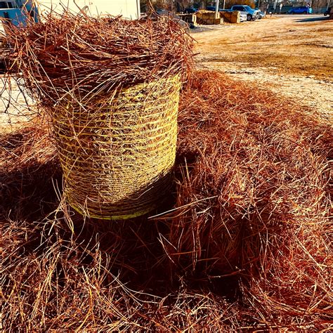 What is Pine Straw: Guide to Landscaping with Pine Straw