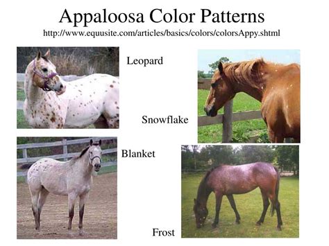 PPT - Horse Colors PowerPoint Presentation, free download - ID:6675455