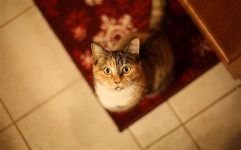 Кота сверху - картинки и фото koshka.top