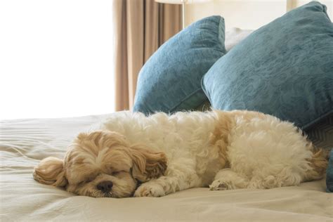 Dog Friendly Hotels in Bar Harbor | Bar Harbor Regency