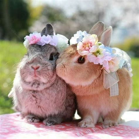 bunnies are adorable!http://bit.ly/30mFWw2 | Baby animals super cute ...