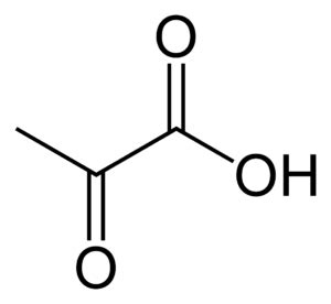 Piruvat - Türkçe Bilgi