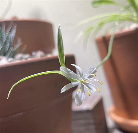 Spider plant blooms : r/plants