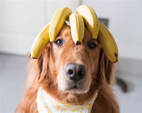 benefits  bananas   dog  pet gourmet