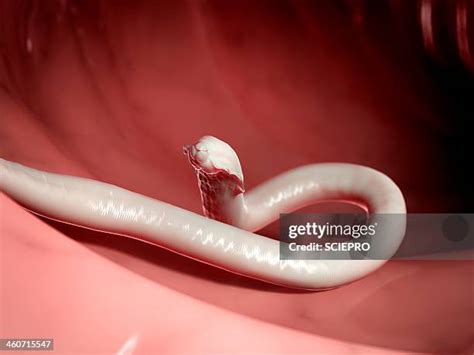 777 Roundworm Stock Photos, High-Res Pictures, and Images - Getty Images