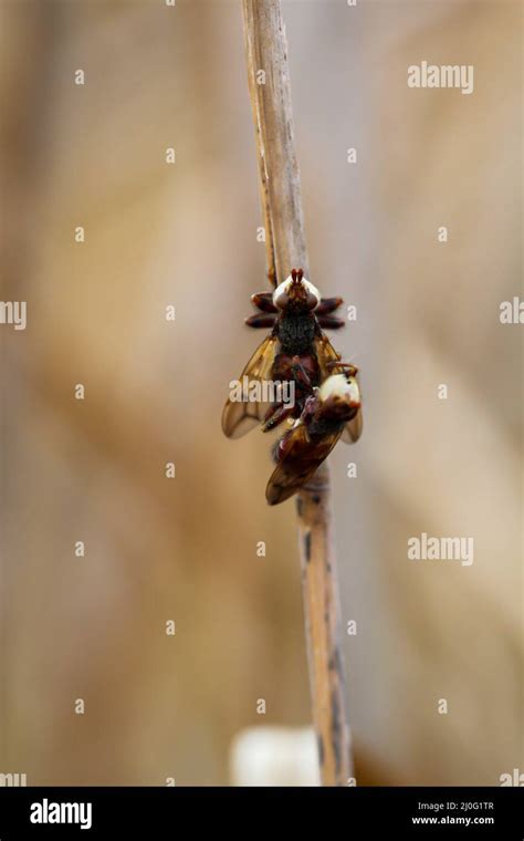 fly  insects mating stock photo alamy