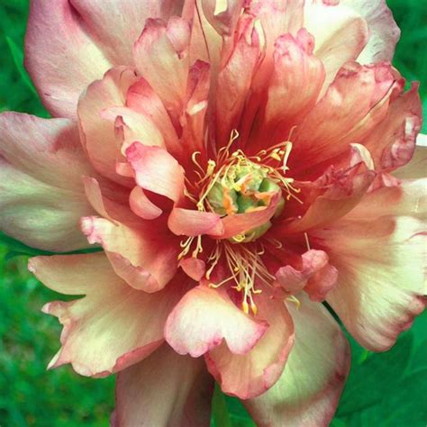 julia rose itoh peony kennedys country gardens garden center