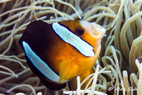 Clown Fish Gallery — Dive Wet