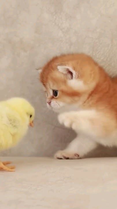 Как узнать ВОЗРАСТ кошки!😂 #shorts #кошки #факты - YouTube