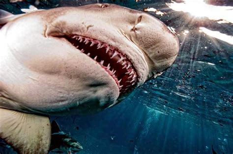 Lemon Shark – "OCEAN TREASURES" Memorial Library