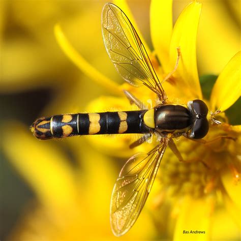 Your best macrophoto! -- Macro in photography-on-the.net forums