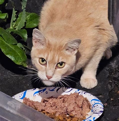 Lost & Found Pets of Cambria County, PA