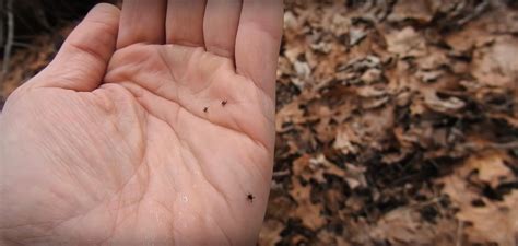 Ticks Vs. Chiggers