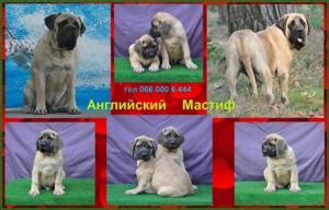 Щенки английского мастифа | MyDog.su - сайт о собаках