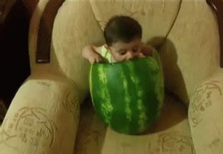 GIF eating baby watermelon - animated GIF on GIFER
