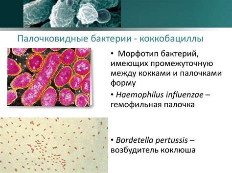 Коккобациллы в мазке у мужчин и женщин - когда стоит бить тревогу?