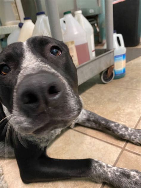 Penelope's Pet Grooming | Waco TX