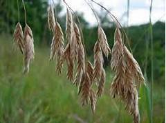 Bromus Prairie Grass Info