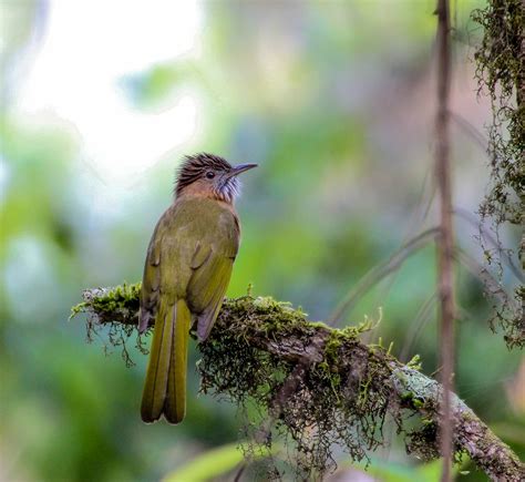 Bird Photo Gallery – Mad about Birding and Travel