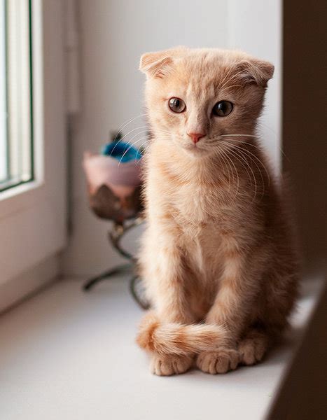 Котик Симба Картинки — Mixyfotos.ru