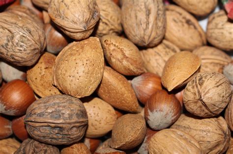 noix noisette  photo  pixabay pixabay