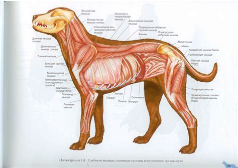 Глубокие мышцы, внутренние органы собаки | Dog Muscles & Internal ...