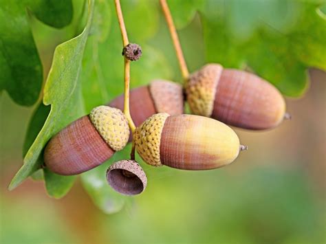 OPM - Oak Processionary Moth - Hillier Trees