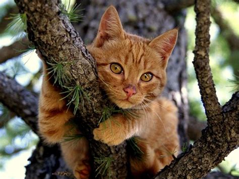 Рыжий кот в лесу - картинки и фото koshka.top