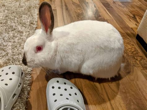 why is rabbit biting easily 6