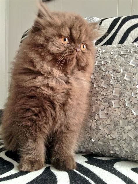 Persian Cat Brown Colour Price - The Best Dogs And Cats