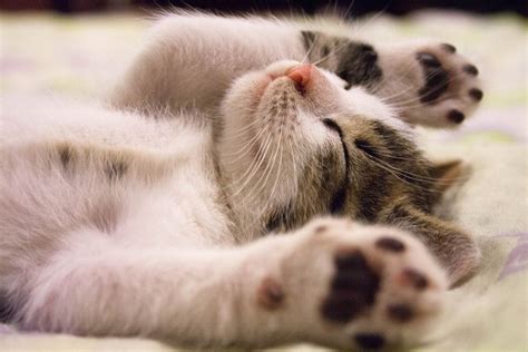 Как приучить котенка к лотку: советы и рекомендации